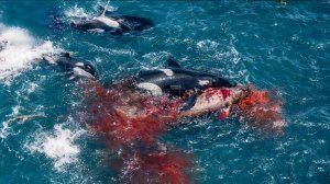 Дрон снял как касатки охотятся на Большую Белую акулу | Уникальные кадры