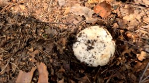 Белые подгруздки.  Июльские трофеи грибника. Собираем грибы для засолки