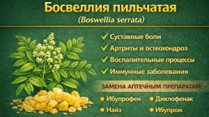 Босвеллия пильчатая (Boswellia serrata) экстракт и порошок