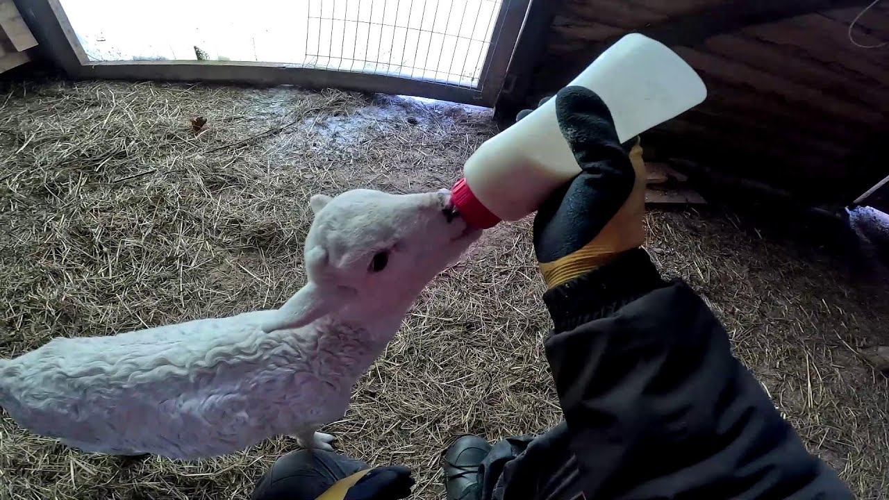 Опять я один в деревне ! Колёса забрал ! ХУТОР В ЛЕСУ №949