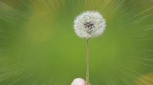 Этот мир, как одуванчик