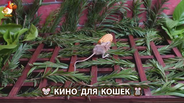 Видео для кошек про крысок развлекать питомцев 🐭🐀😂 (437) смотреть онлайн
