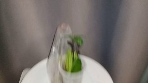 результат укоренения