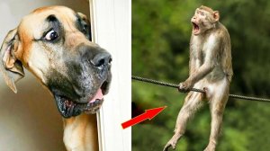 Смешные и забавные животные 😻😺 Лучшие приколы с животными 🐶