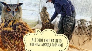 Чищу вольер совы Ёлки от снега, не вынимая сову из вольера. Сова очень возмущена!