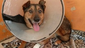 У Вольфа обнаружена пластина в лапе