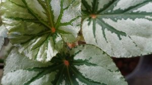 Комнатные растения🌿❤️ Понемногу обо всём🙂...