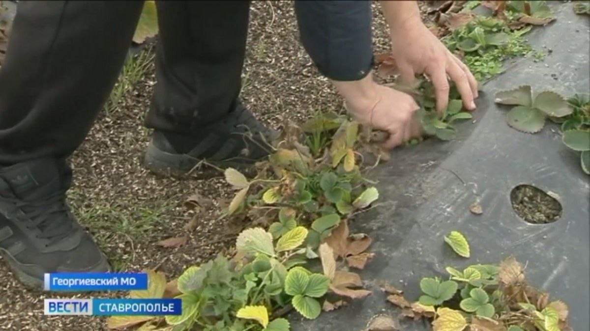 Социальные контракты помогают ставропольцам начать свой бизнес смотреть онлайн