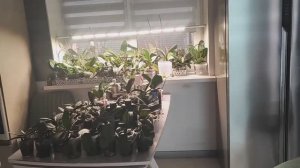 #160 ОрхоVLOG очередной обзор и полив полочки. Первые результаты в готовом грунте