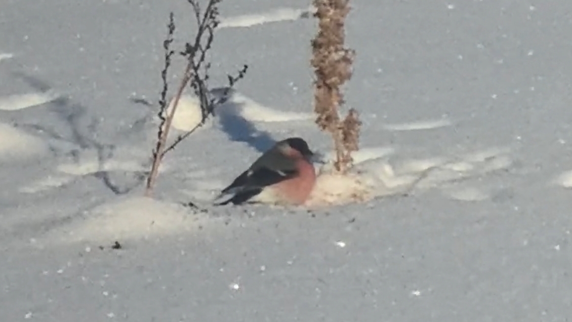 Снегирь пушистик на поле нашем лакомится