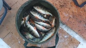 Совхакасия 3