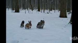 Аудиосказка Новые приключения лесной компании