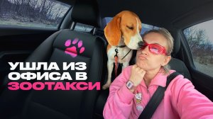 Мои пассажиры — животные. Водитель зоотакси рассказывает о своей работе