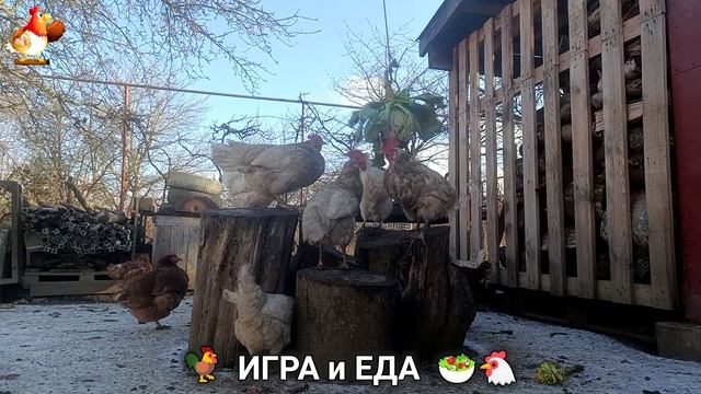 Кормление кур овощами и фруктами для зарядки и от скуки 🥗🐓🤗 (48) смотреть онлайн