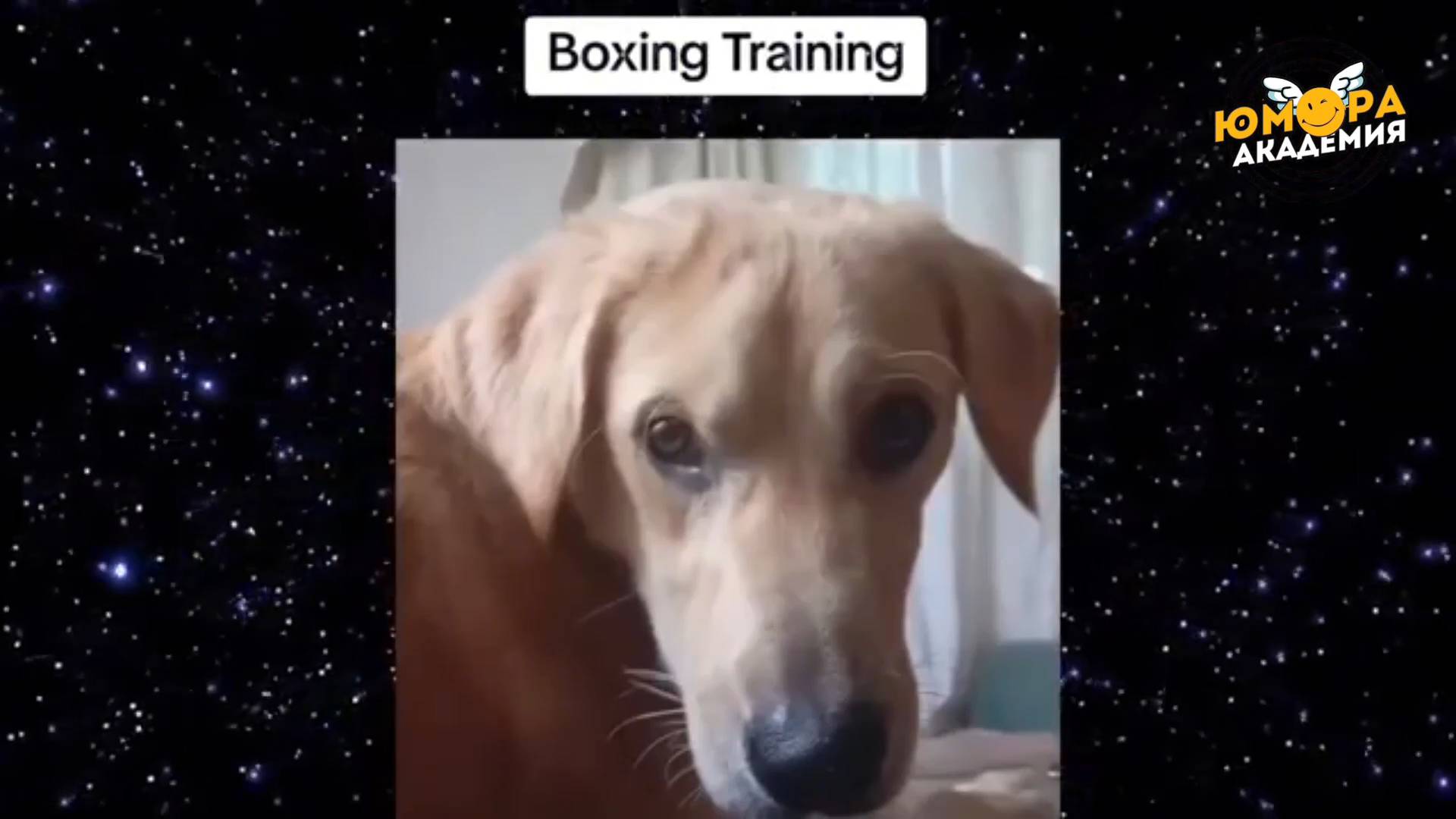 #181 САМЫЕ РЖАЧНЫЕ ПРИКОЛЫ ДЛЯ ТВОЕГО НАСТРОЕНИЯ! 😜 / ЛУЧШАЯ НАРЕЗКА УГАРА🤣 / АКАДЕМИЯ ЮМОРА смотреть онлайн