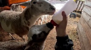 Он меня напугал ! Интернет в деревне ! ХУТОР В ЛЕСУ №905