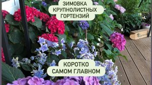 Зимовка гортензий- коротко о самом главном- полив, температура, листва
