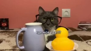 Kotiynet 2 серия 1 сезон. Все видео школы.