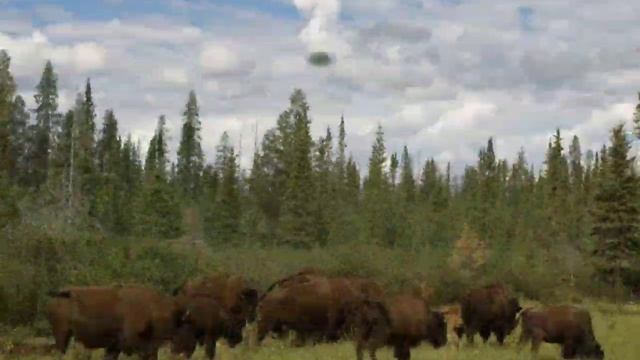 Обитатели Вуд-Баффало