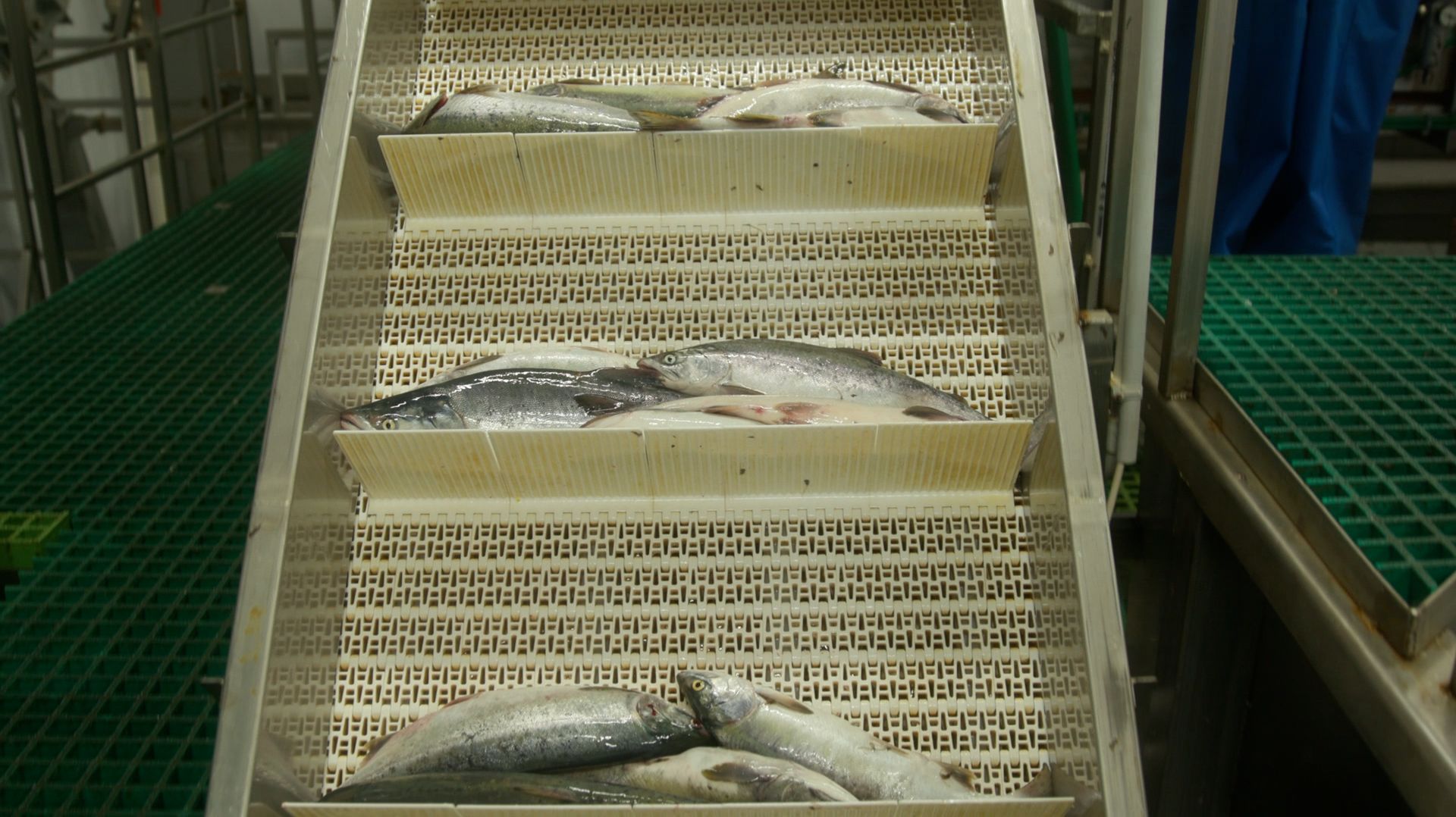 ПРИГОВОР ЗА ЛОСОСЯ смотреть онлайн