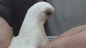 Большая Ярмарка голубей! Рязань 26 марта 2022 года (2 серия)