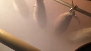 Работа электростатики в коптильной камере