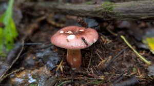 Сыроежка розовая (Russula rosea). Как выглядит гриб на месте произрастания.