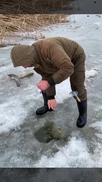 Зимняя рыбалка на поросят. Мощные поклёвки. Ловили таких? смотреть онлайн