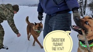 Пёс Кубик шалить изволит. Шатаем снега на крышах вольеров. Цветочная совка нашла вход в пенёк