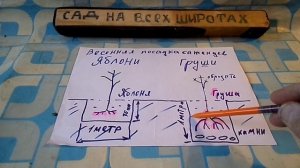 ВЕСЕННЯЯ ПОСАДКА ГРУШИ И ЯБЛОНИ в ПОДГОТОВЛЕННУЮ ЯМУ.