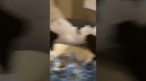 обзор на КСК север