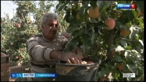 Губернатор Ставрополья рассказал о планах развития садоводства в регионе