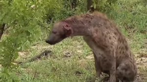 Акула против АКУЛЫ. Крокодил VS Крокодил. Лев VS Лев. Леопард VS Леопард.