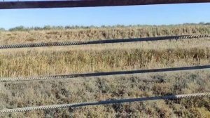 пчелы матка с островного облетника