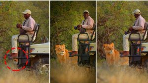Почему львы не нападают на людей в сафари-автомобиле? Ответ вас удивит