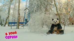 Zoochosis ПАНДА в РЕАЛЬНОЙ ЖИЗНИ! МАРСИК ВЕРНУЛ СВОЮ ПАМЯТЬ! Корги Кекс Говорящая собака