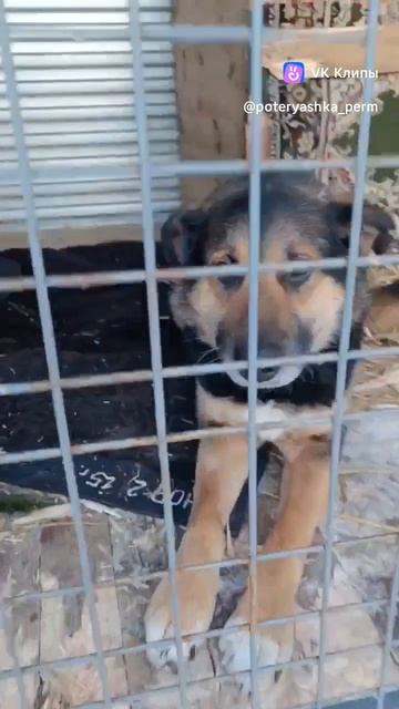 ЧЕЙ МАЛЬЧИК ПОПАЛ В ОТЛОВ?!!!  Отловлен на ул.2 Корсуньская