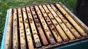 Пчёлы на рамках в июле