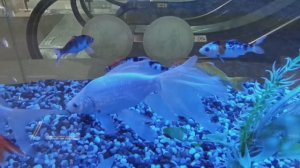 Рыбки в аквариуме.mp4