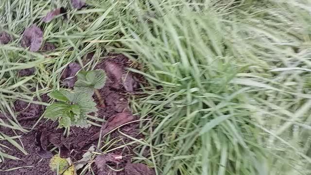 ОБЗОР ДАЧИ В ЯНВАРЕ. ТРАВА АТАКОВАЛА КЛУБНИКУ. смотреть онлайн