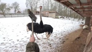 ОН СОШЕЛ С УМА ! Пополнение в хозяйстве ! ХУТОР В ЛЕСУ №899