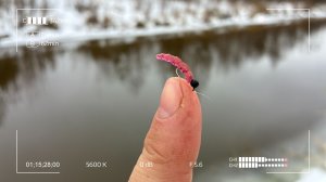 День, когда Чикки подвела