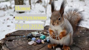 Новое поступление 27-01-2026