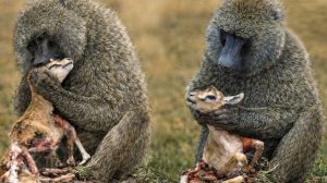 Почему львы ненавидят Бабуинов