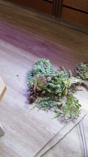 Прополка флорариума с суккулентами смотреть онлайн