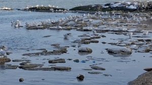 Дагестан.Каспийское море января 2026.