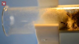 Муравьи понера. Посылка. Распаковка. Пересадка.