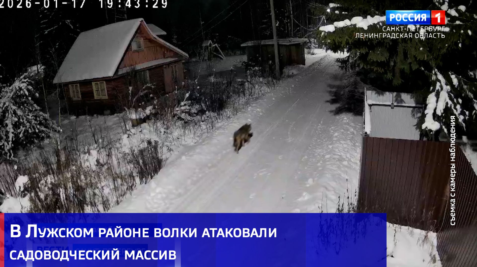 В Лужском районе волки атаковали садоводческий массив смотреть онлайн