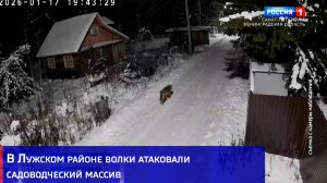 В Лужском районе волки атаковали садоводческий массив