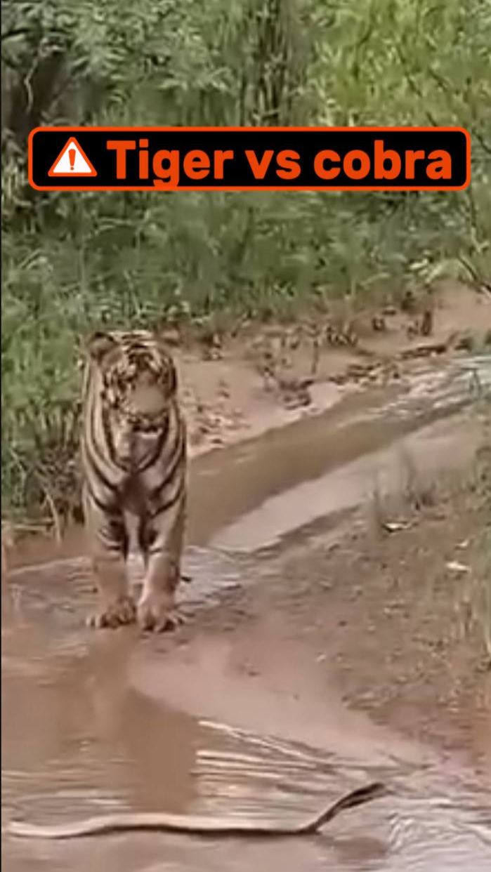 Тигр встретил на дороге кобру и что произошло